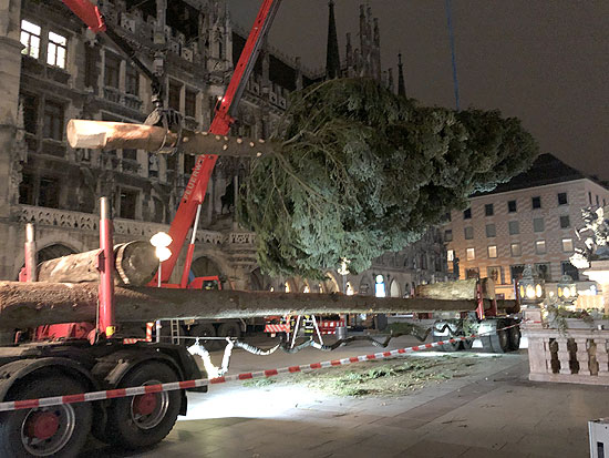 Um 6 Uhr begann man mit der Aufstellung des Christbaums auf dem Marienplatz (©Foto: Martin Schmitz)